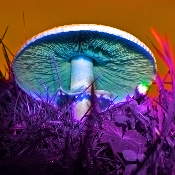 How Long Does It Take For Shrooms To Kick In?