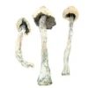 Amazonian Magic Mushrooms