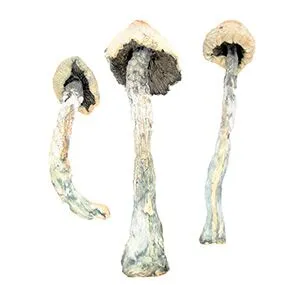 Amazonian Magic Mushrooms