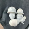 Albino Penis Envy Mushrooms