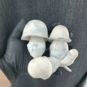 Albino Penis Envy Mushrooms