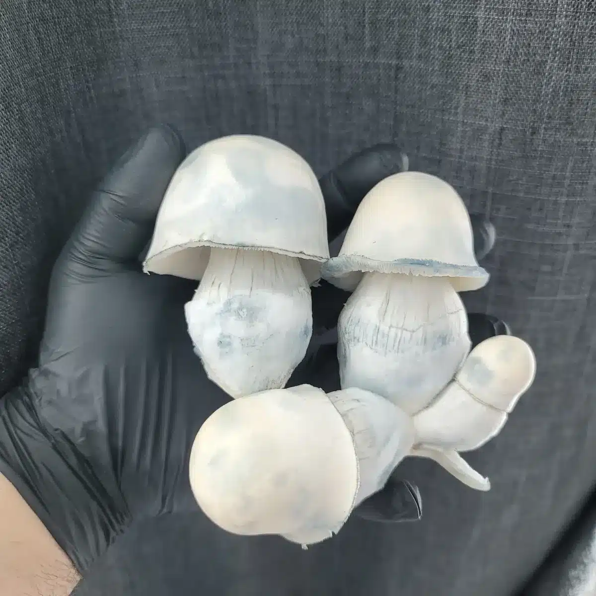 Albino Penis Envy Mushrooms