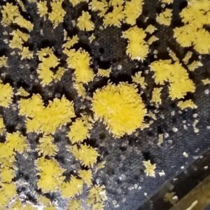 5-MeO-DMT
