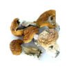 Vietnamese Cubensis