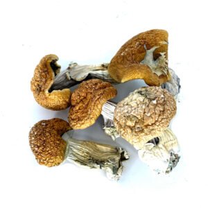 Vietnamese Cubensis