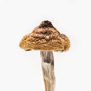 B+ Magic Mushrooms