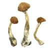 Wavy Caps Magic Mushrooms 