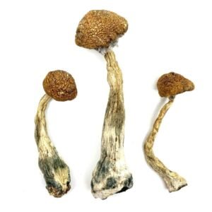 Wavy Caps Magic Mushrooms 