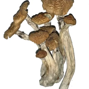 Alacabenzi Magic Mushroom
