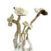 A+ mushrooms